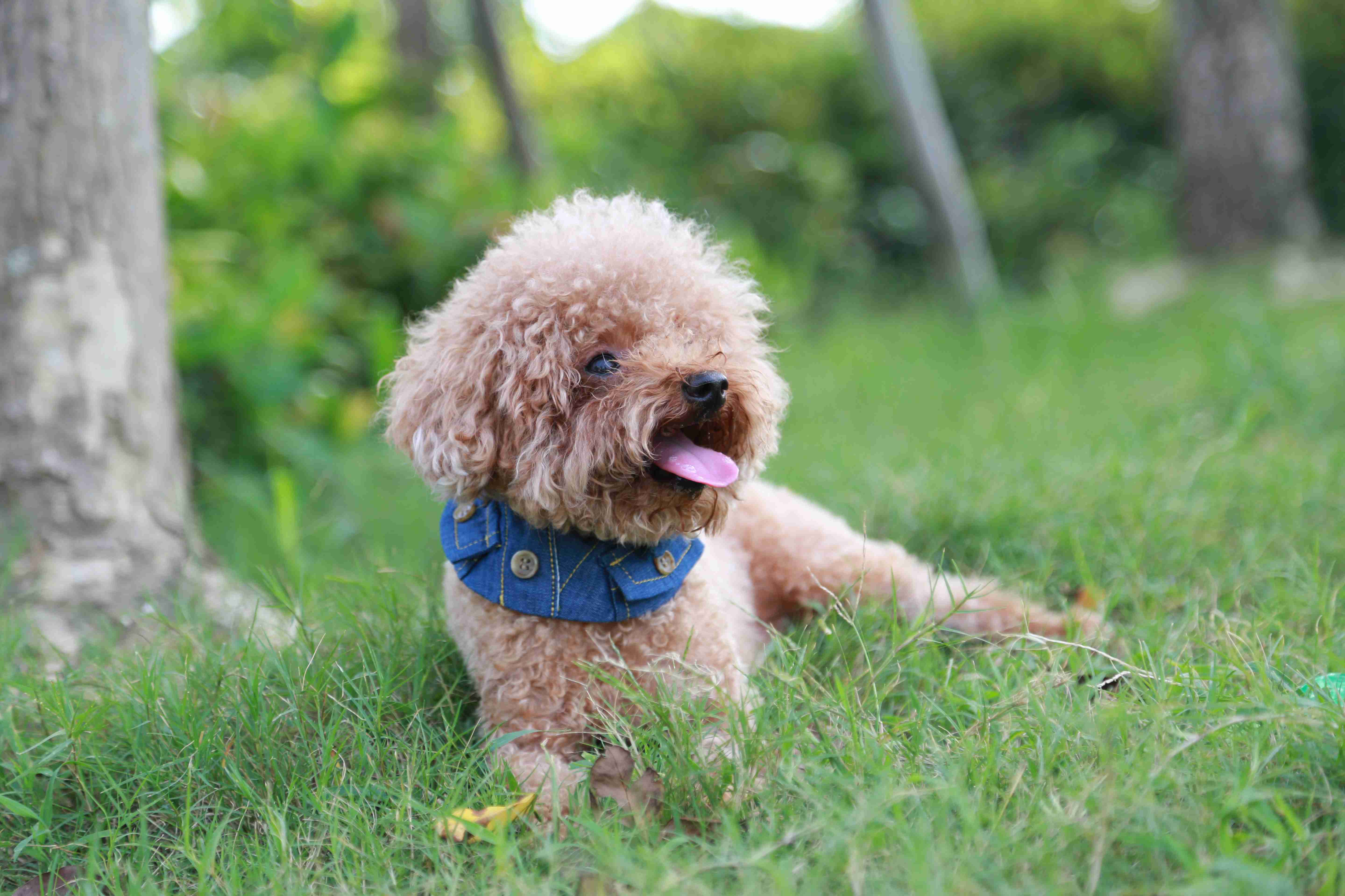 How did you gradually introduce your Poodle puppy to being left alone for longer periods?